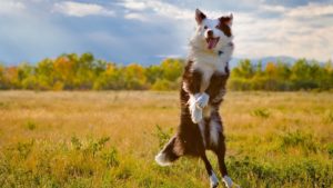 10 modi per rendere il tuo cane felice - Petitamis - Daily Cuddle 