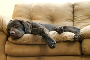 Cani che sognano - 10 curiosità sui cani