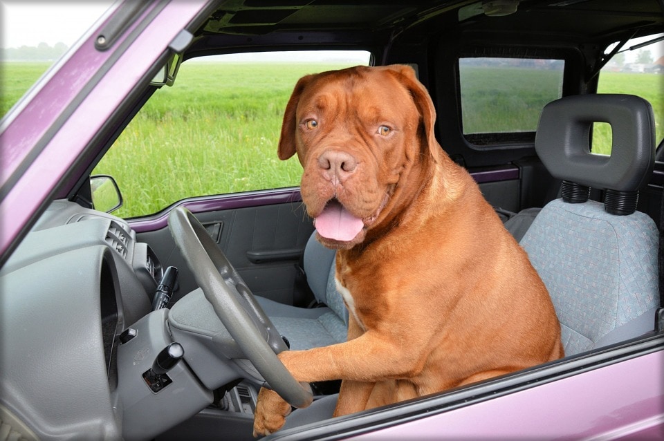 trasporto cani in auto