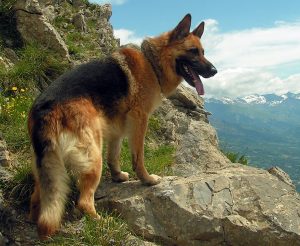 Pastore tedesco, il cane per tutti - Petitamis - Daily Cuddle