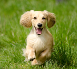 10 modi per rendere il tuo cane felice - Petitamis - Daily Cuddle 