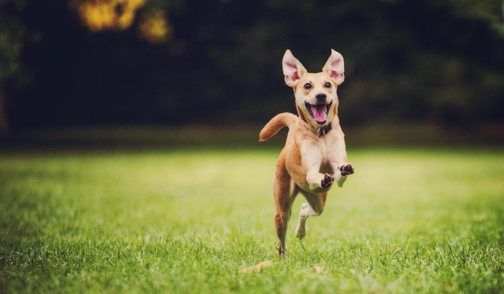 10 modi per rendere il tuo cane felice - Petitamis - Daily Cuddle