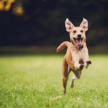 10 modi per rendere il tuo cane felice - Petitamis - Daily Cuddle