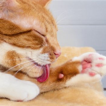 Come curare il pelo dei gatti - Petitamis