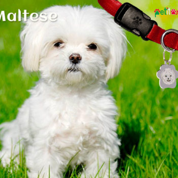 Cane Maltese, un amico sensibile e protettivo