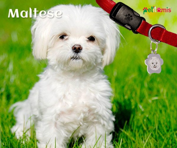 Cane Maltese, un amico sensibile e protettivo