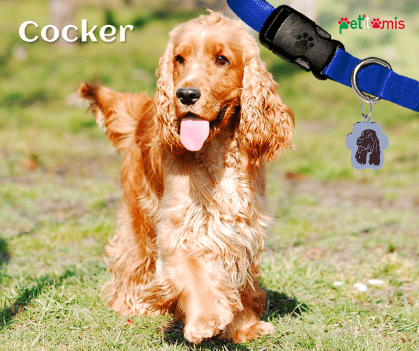 Cocker, un cucciolone intelligente e molto furbo - Petitamis